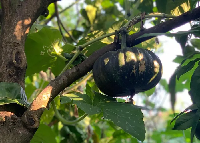 Cettina Boutique Σορέντο